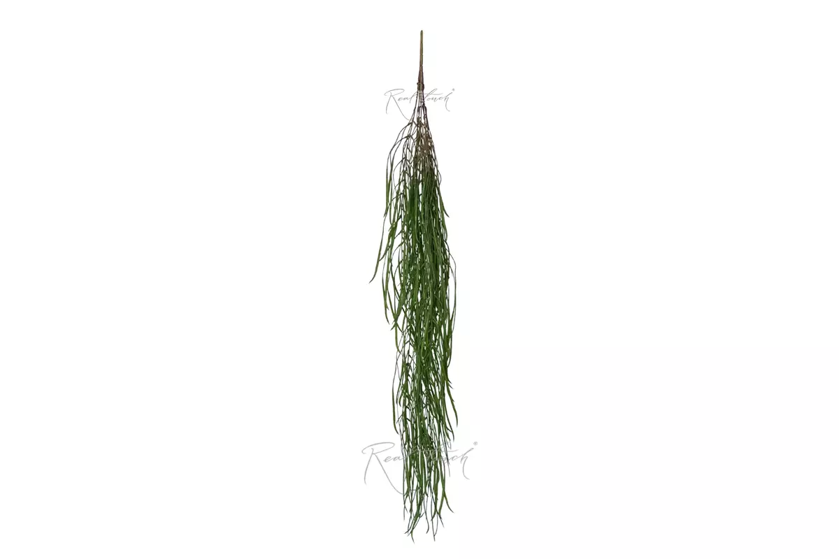 Trailing Cypress 110 cm - Dark green