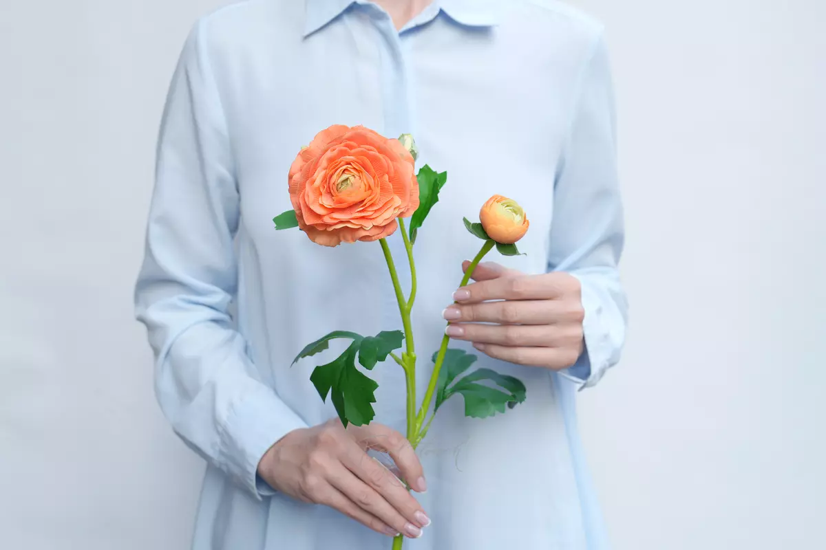 Ranunculus asiaticus Pauline - orange