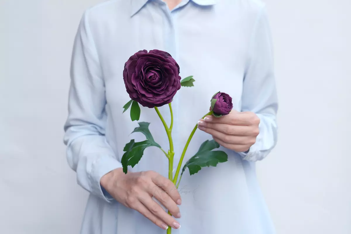 Ranunculus asiaticus Pauline - dark purple
