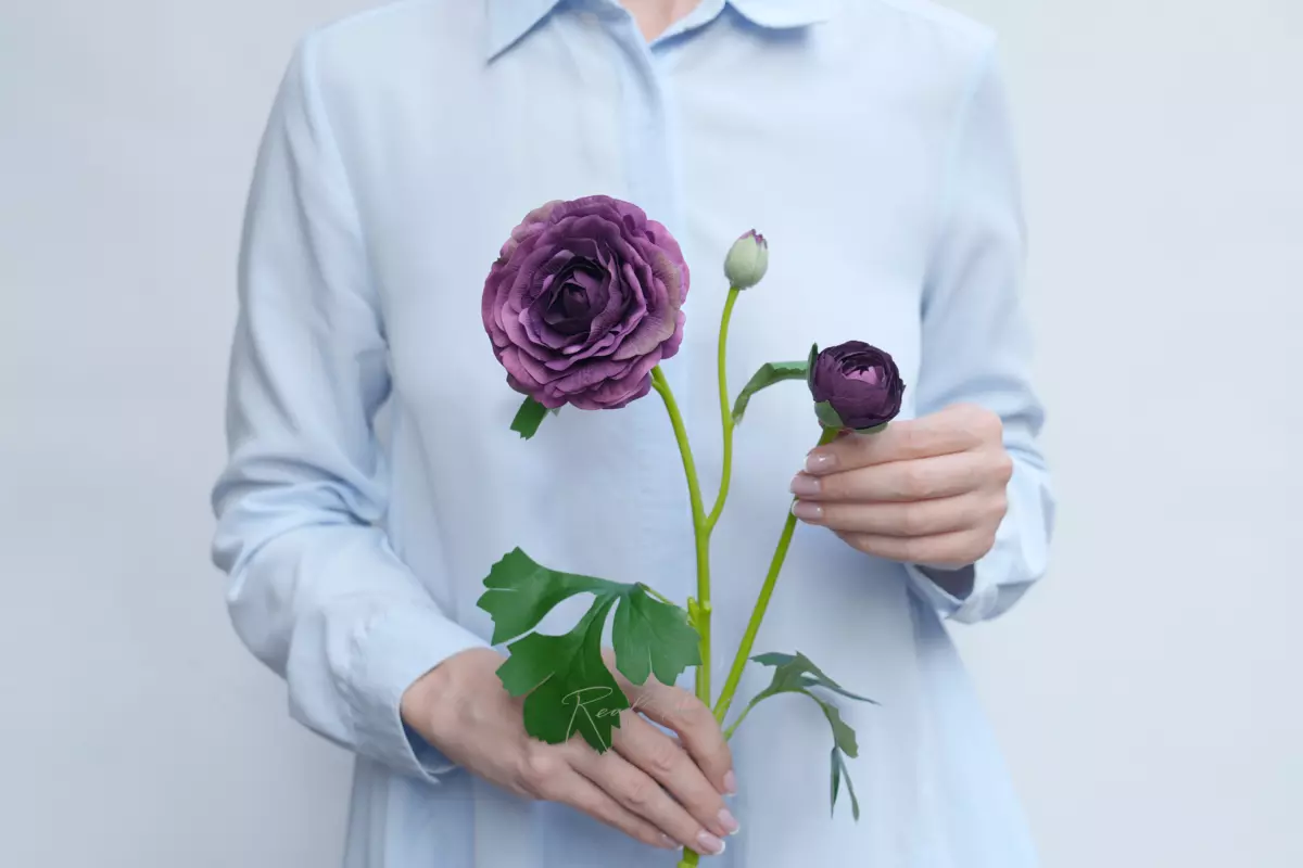 Ranunculus asiaticus Pauline - purple