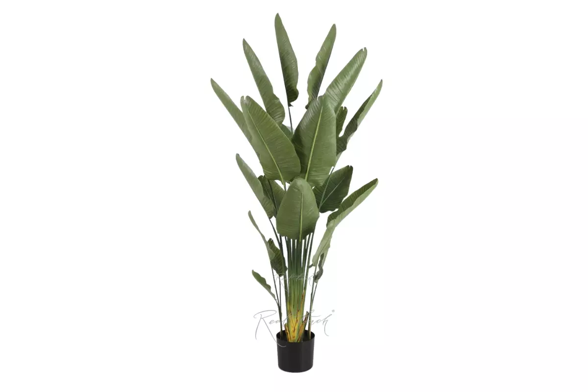 Premium strelitzia nicolai 220cm in a pot - green Premium strelitzia nicolai 220cm in a pot - green