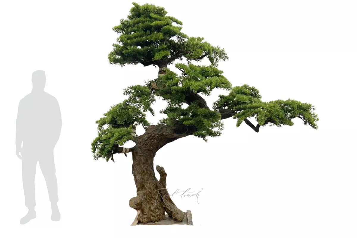 Bonsai tree 250*260 cm - green