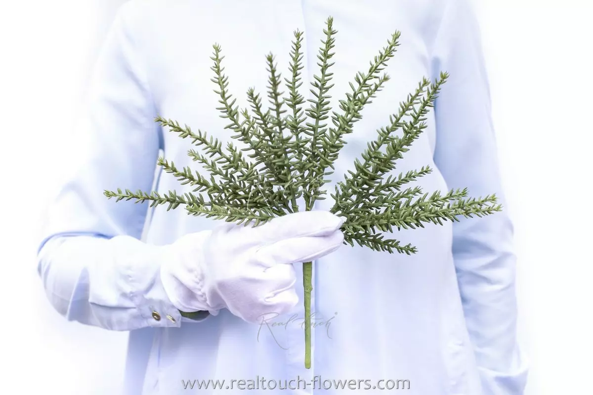 Sedum reflexum - green