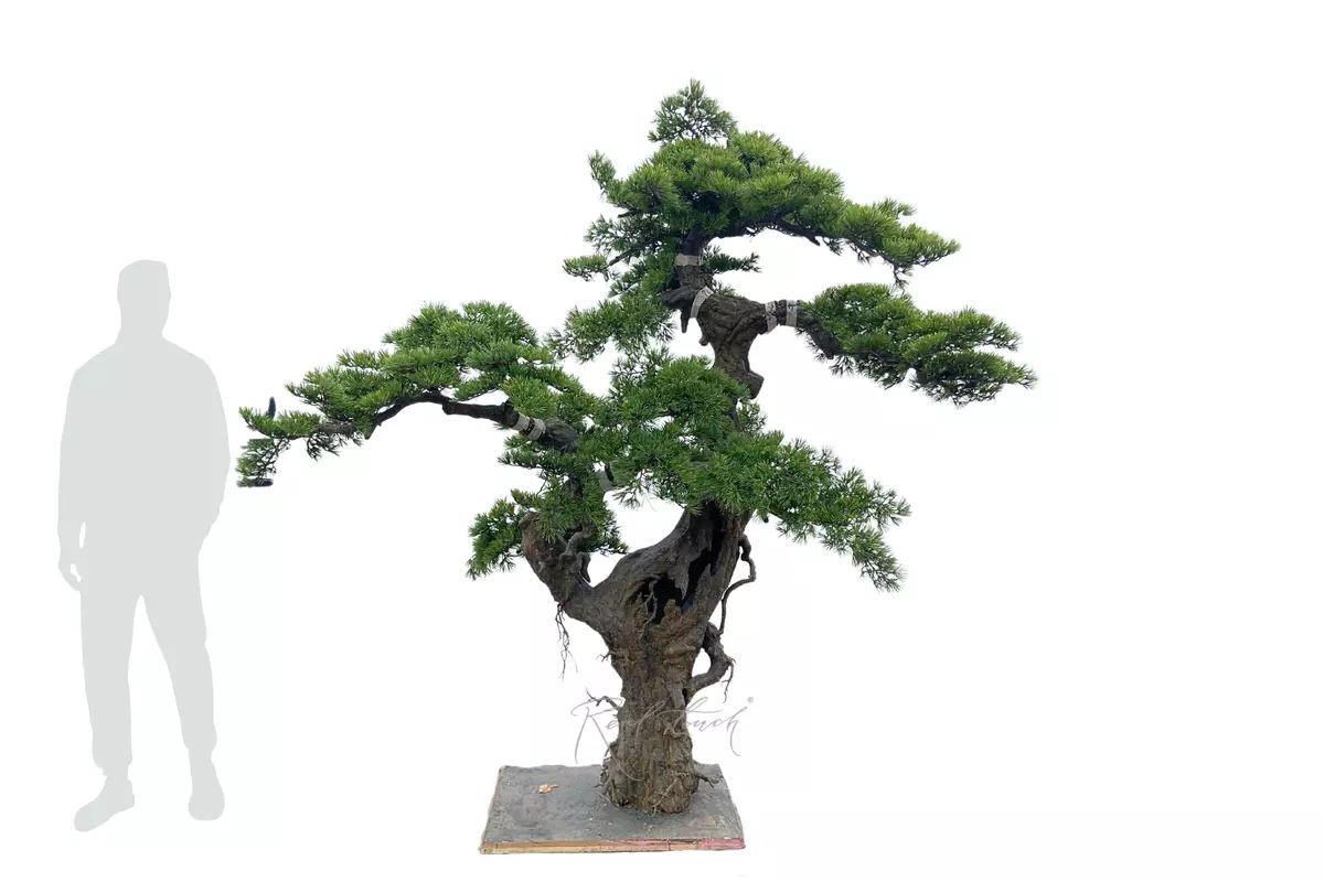 Bonsai tree 230*230 cm - green