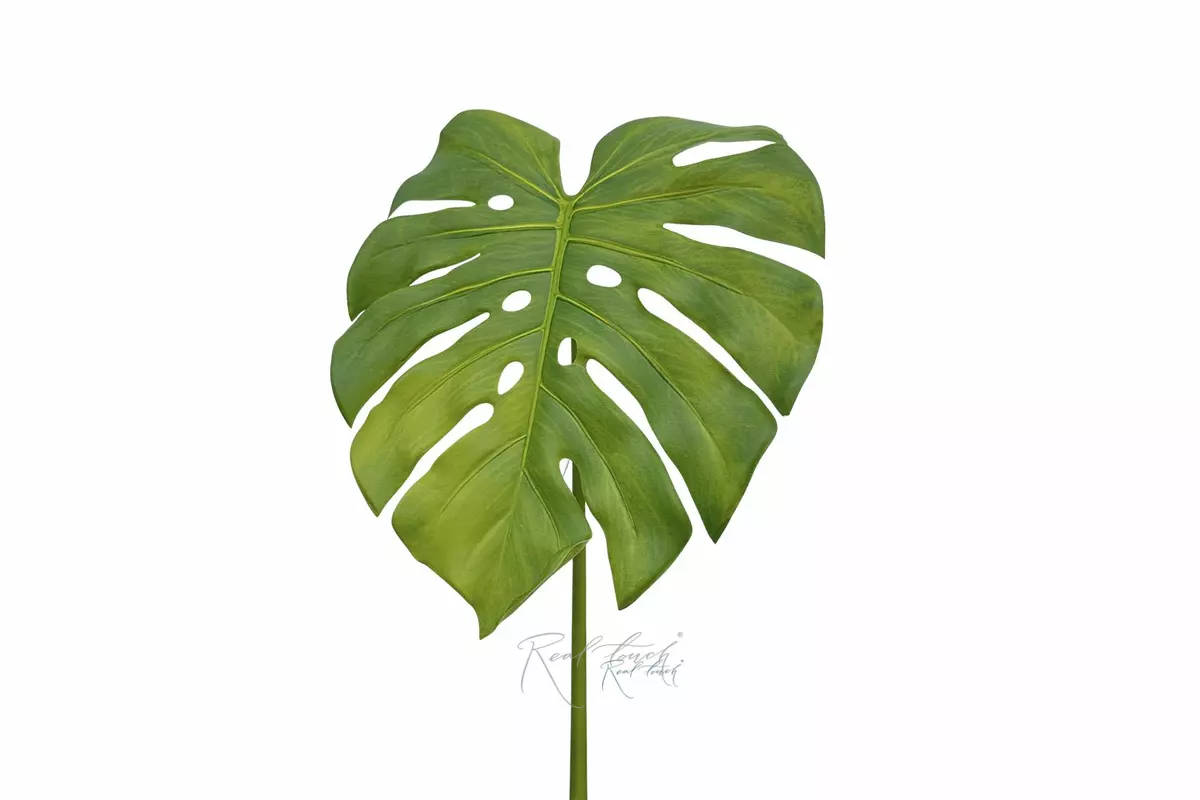 Monstera leaf 86cm - light green Monstera leaf 86cm - light green