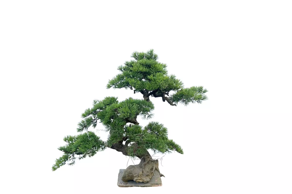 Bonsai 145*115 cm - green