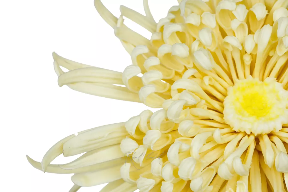 Chrysanthemum Swan Song - Сream Chrysanthemum Swan Song - Сream
