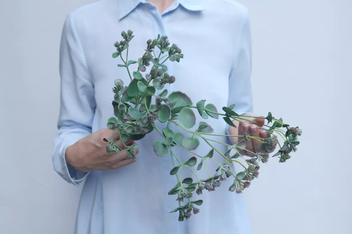 Sedum sieboldii - Green brown