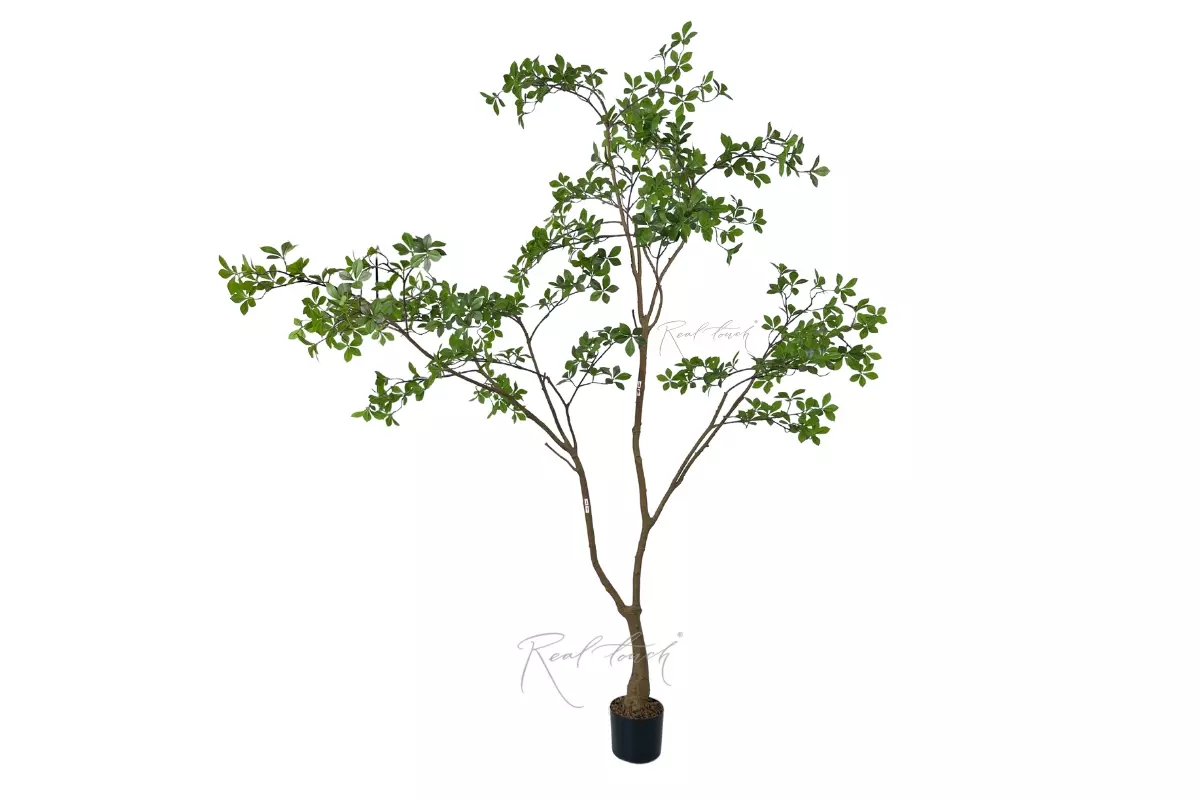 Gardenia Tree 2.2m in a pot - green