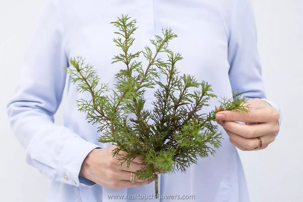 Fennel - green