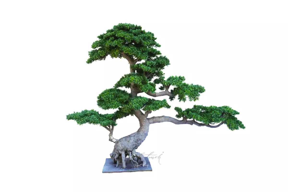 Niwaki (bonsai) 190*250*90 cm - green