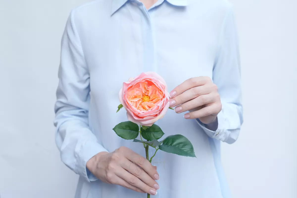 Rose David Austin The Pilgrim small - peach pink Rose David Austin The Pilgrim small - peach pink