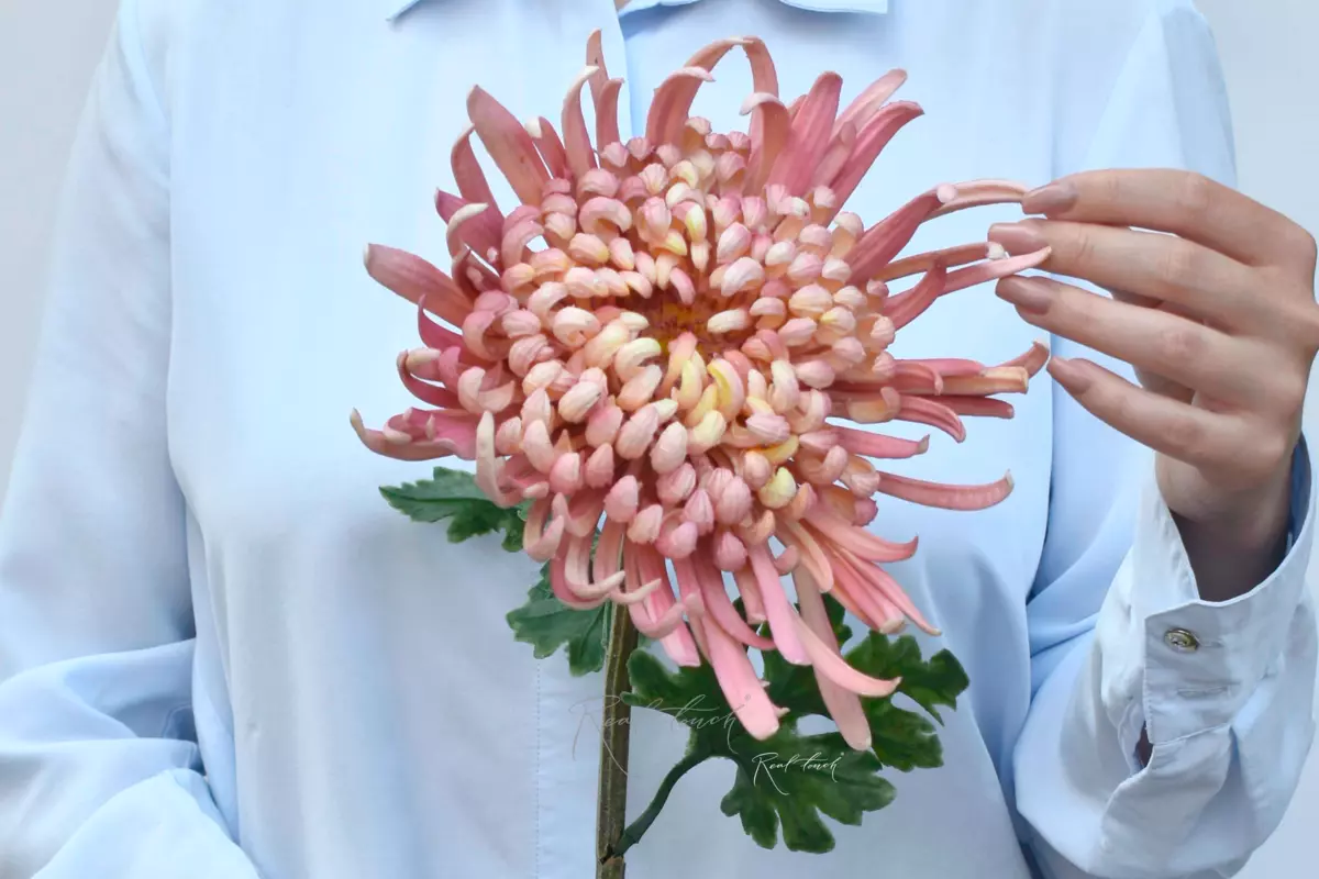 Chrysanthemum Swan Song - pink Chrysanthemum Swan Song - pink