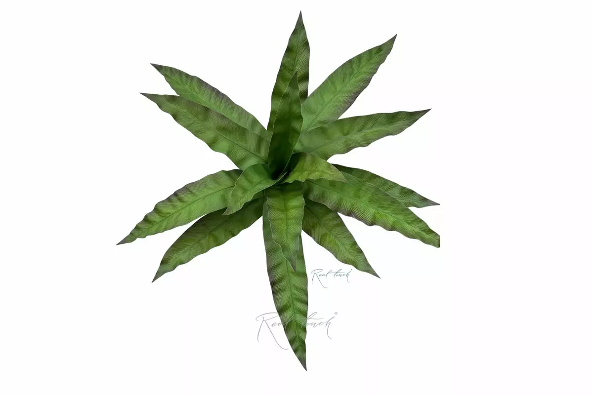 Asplenium  Bush 15 Leaves - Red green