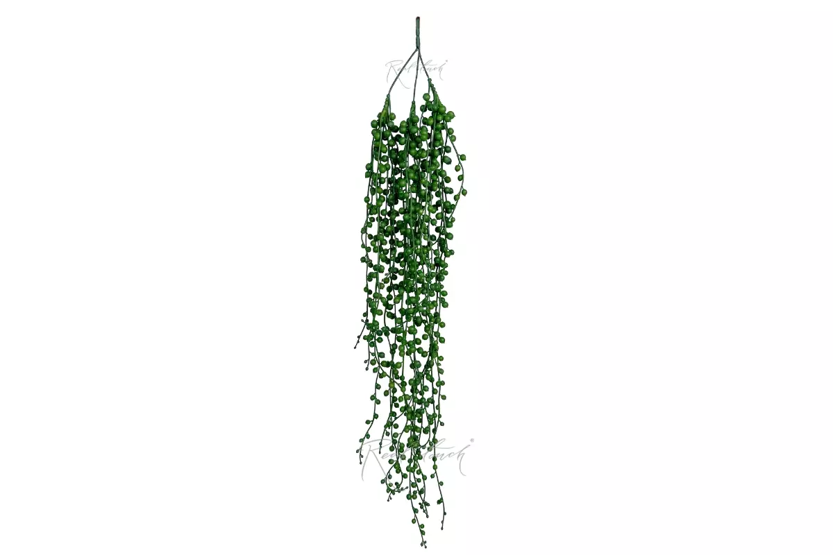 Senecio hanging plant String of pearls - Dark green
