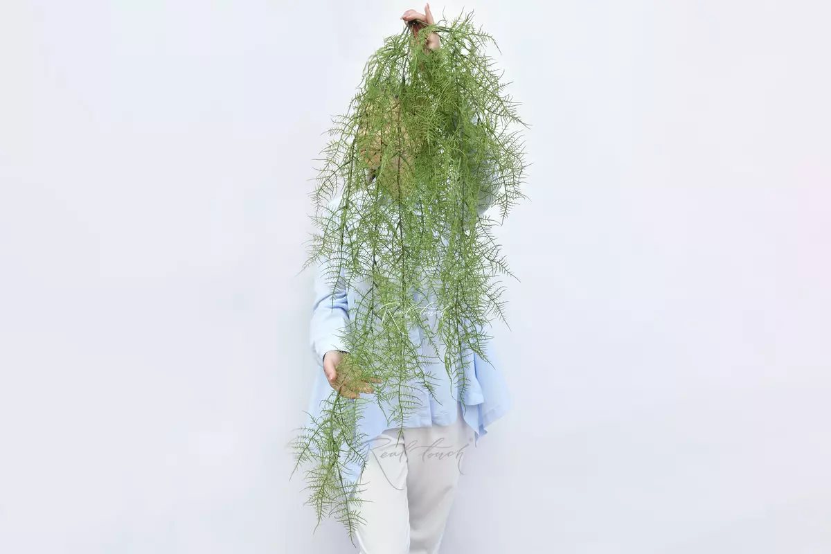 Asparagus benuissimus - green