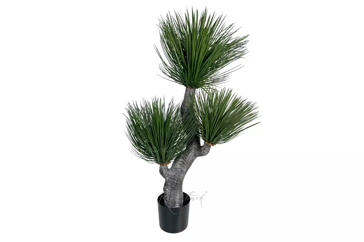  Yucca ramosa - green