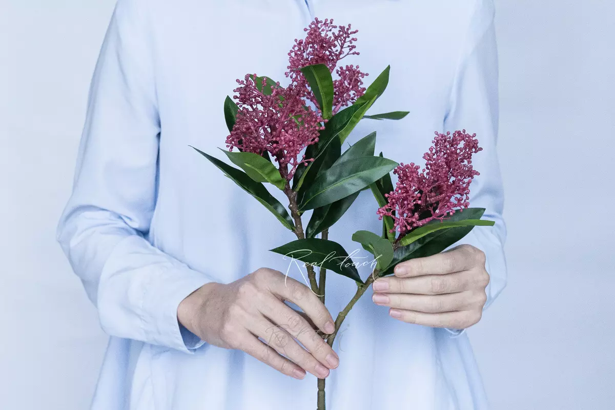 Skimmia - red