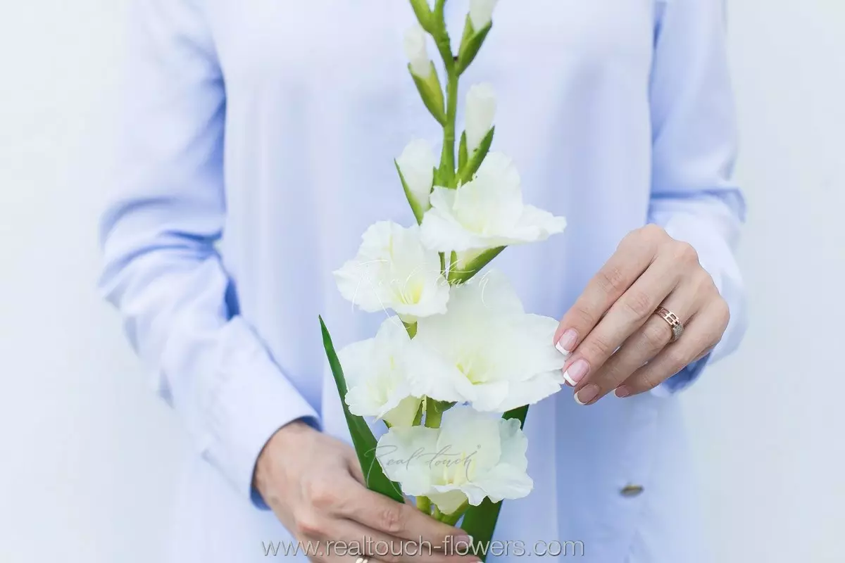 Gladiolus - white Gladiolus - white
