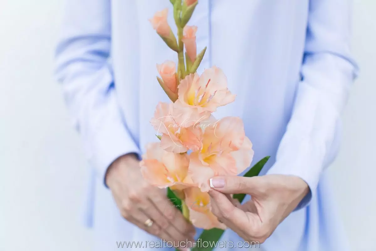 Gladiolus - peach Gladiolus - peach