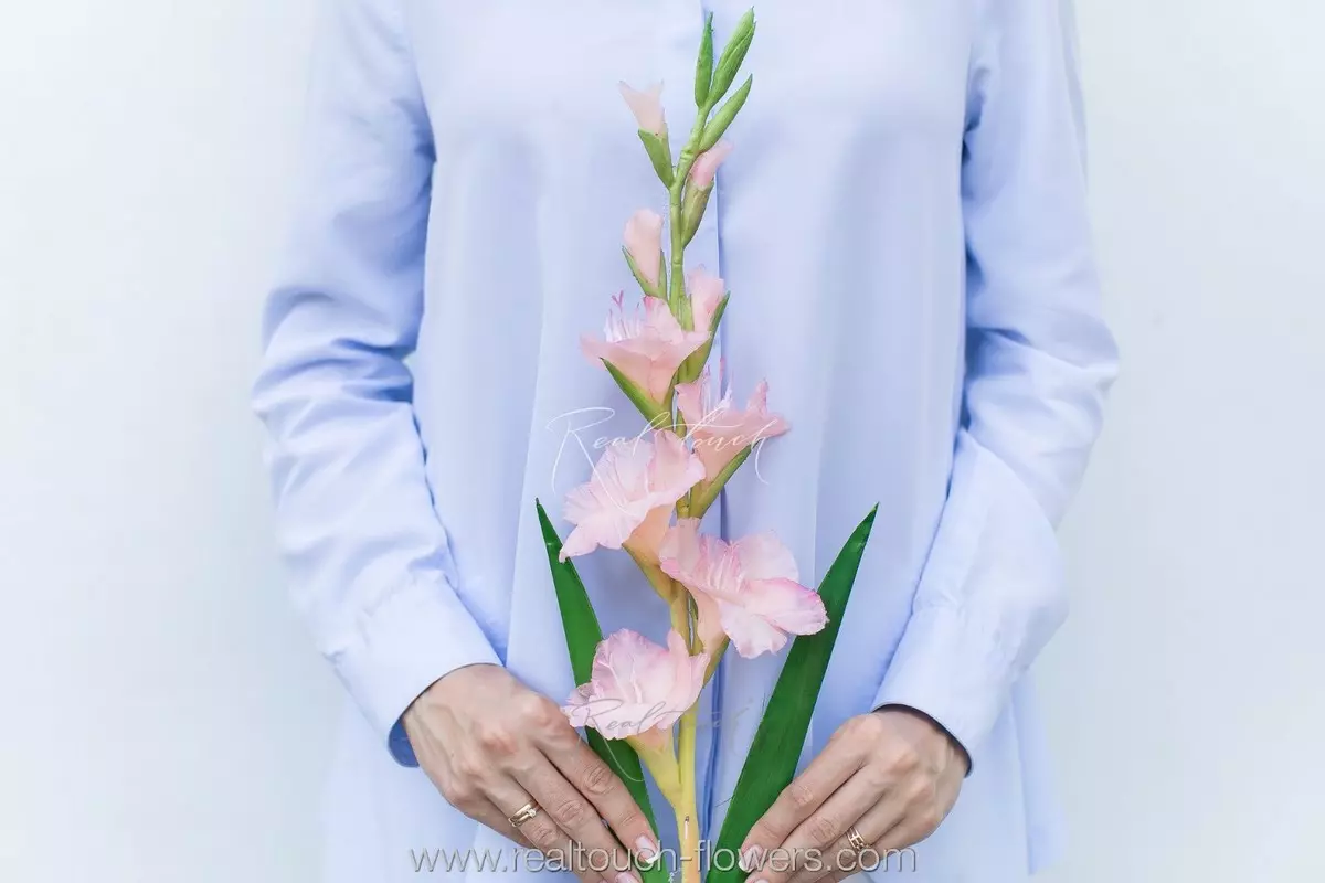 Gladiolus - pink Gladiolus - pink