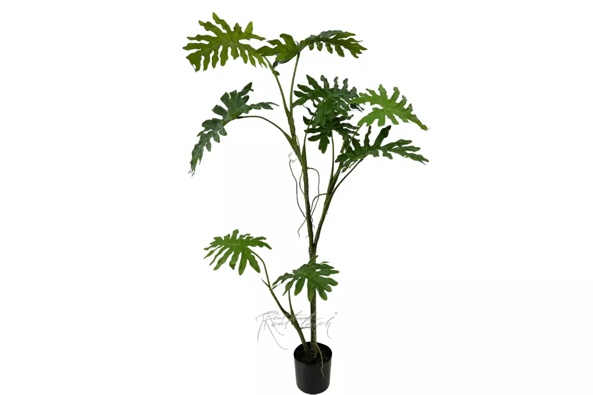 Philodendron biconvex liana 200cm in a planter - green Philodendron biconvex liana 200cm in a planter - green