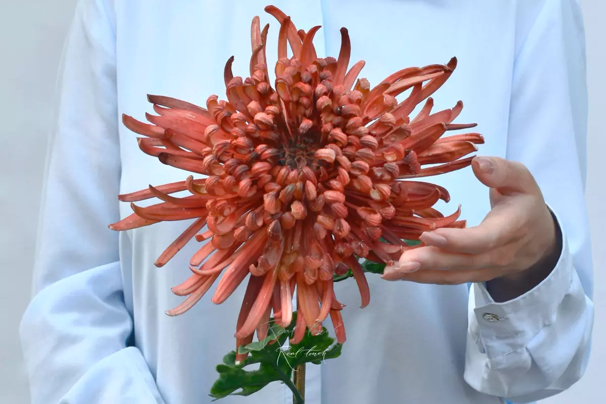 Chrysanthemum Swan Song - Coral