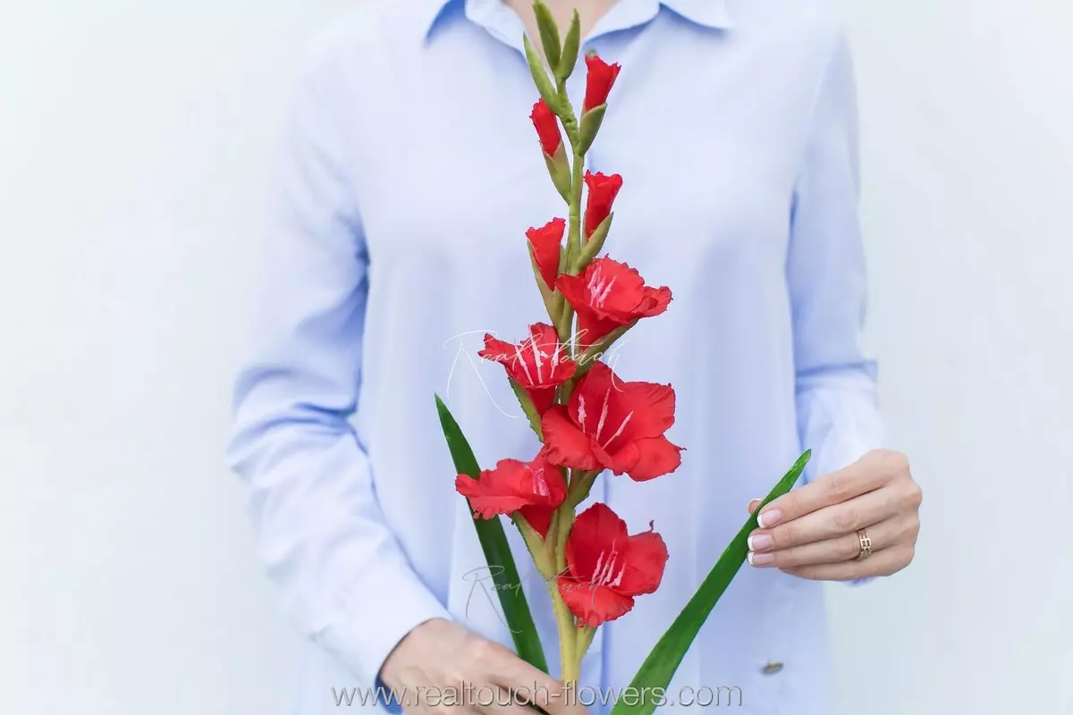 Gladiolus - red Gladiolus - red