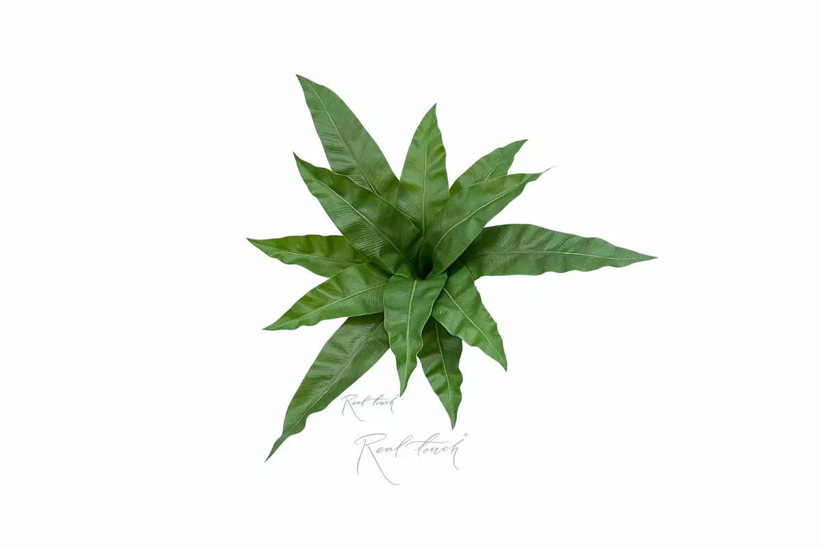 Asplenium bush Bush 12 Leaves  - green