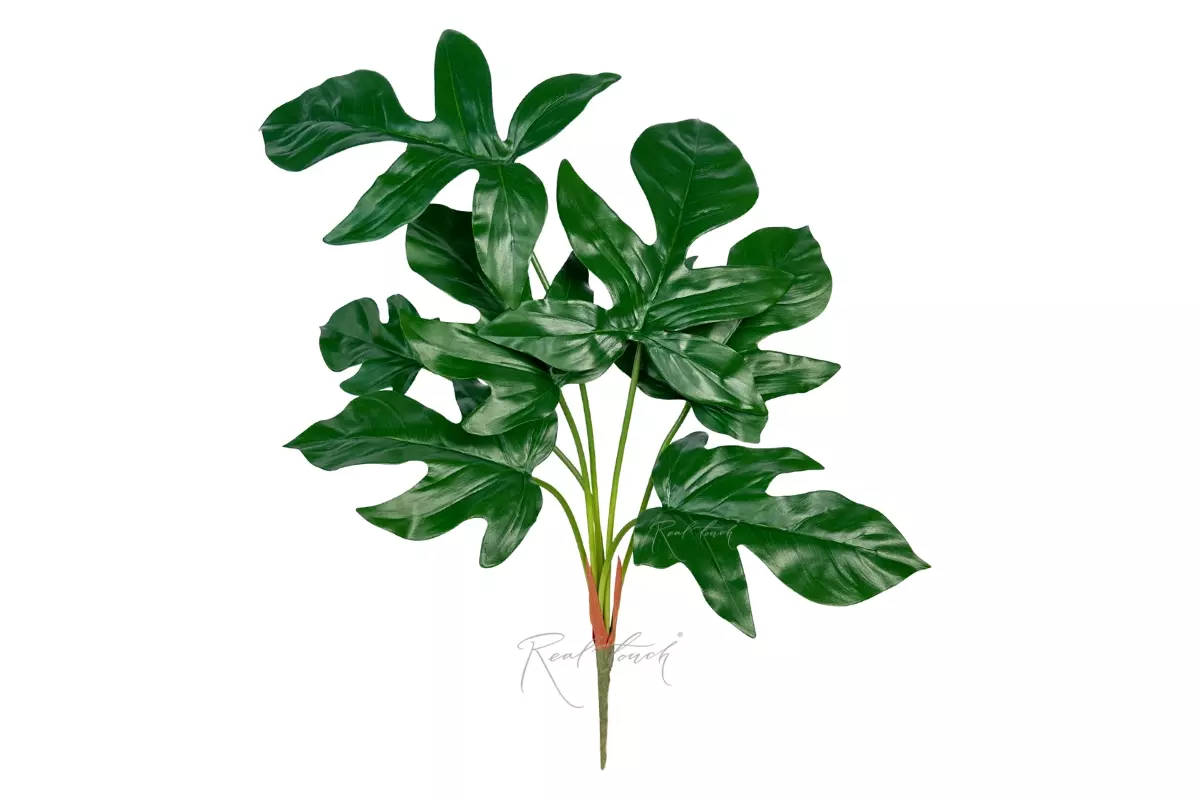 Philodendron Laciniatum - green