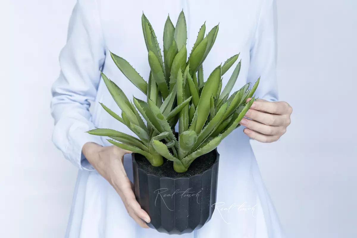 Aloe Black Gem small - green