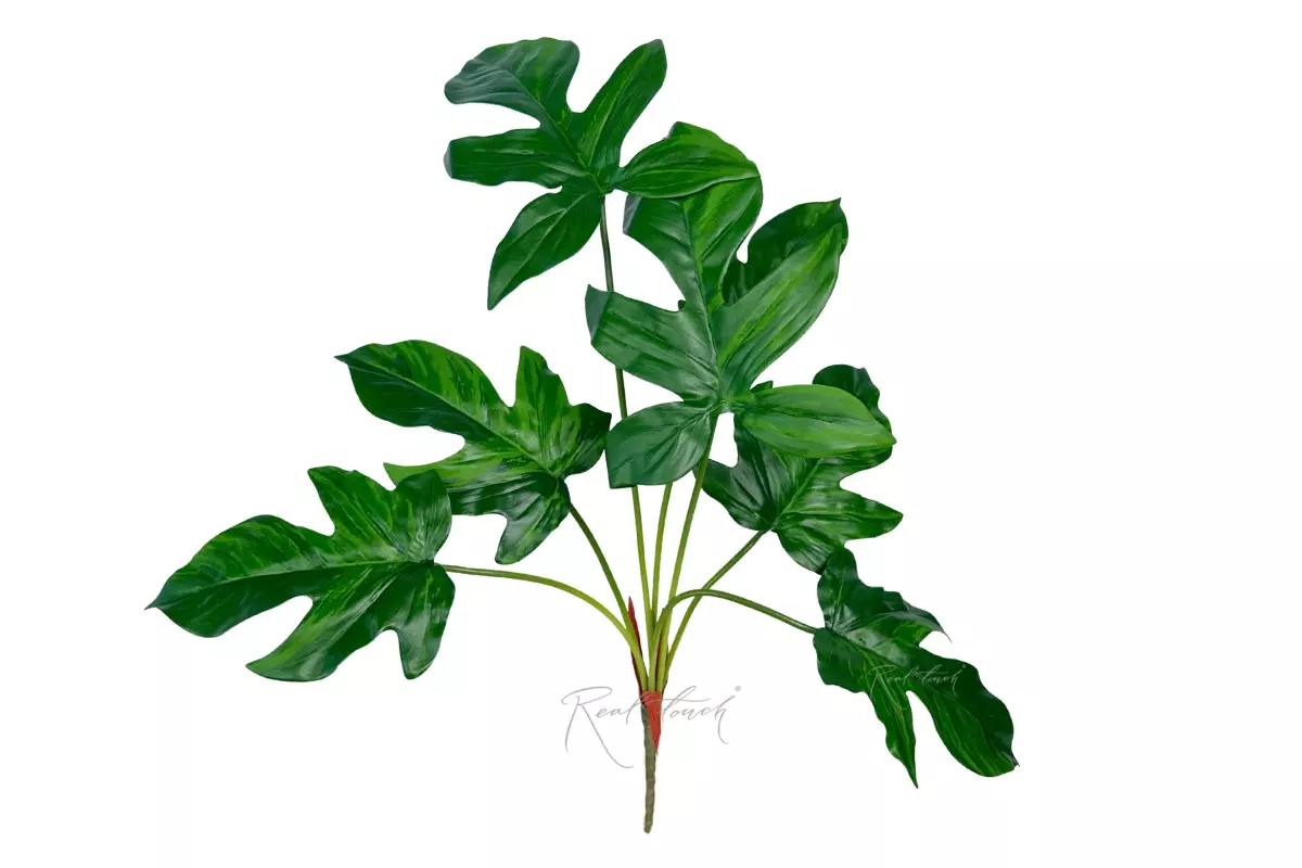 Philodendron Laciniatum - light green