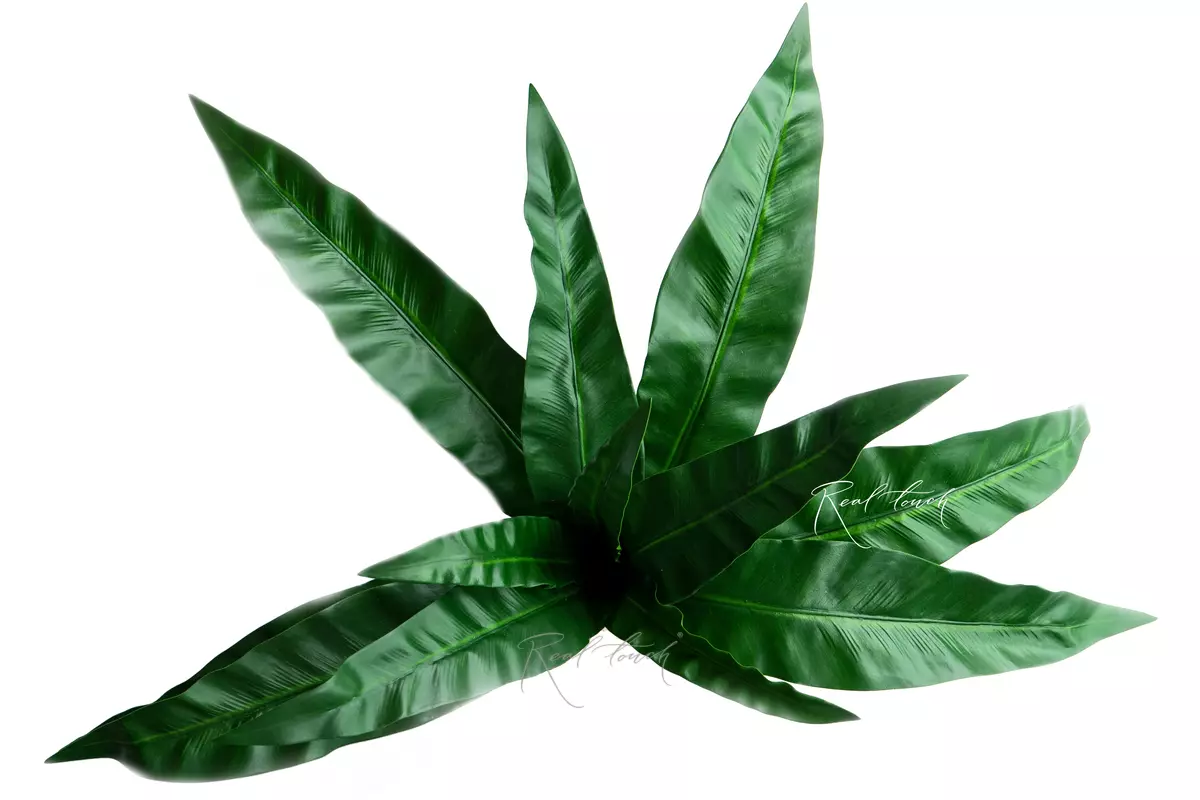 Asplenium bush 12 leaves - green