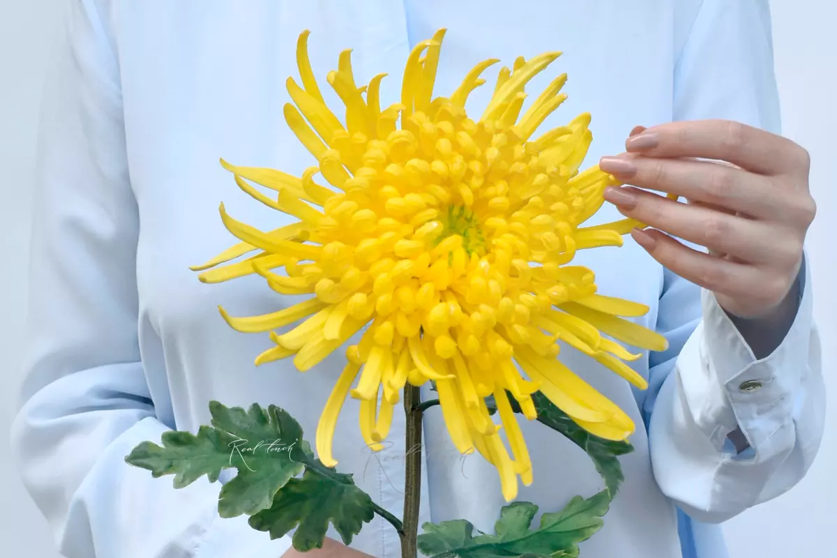 Chrysanthemum Swan Song - yellow Chrysanthemum Swan Song - yellow