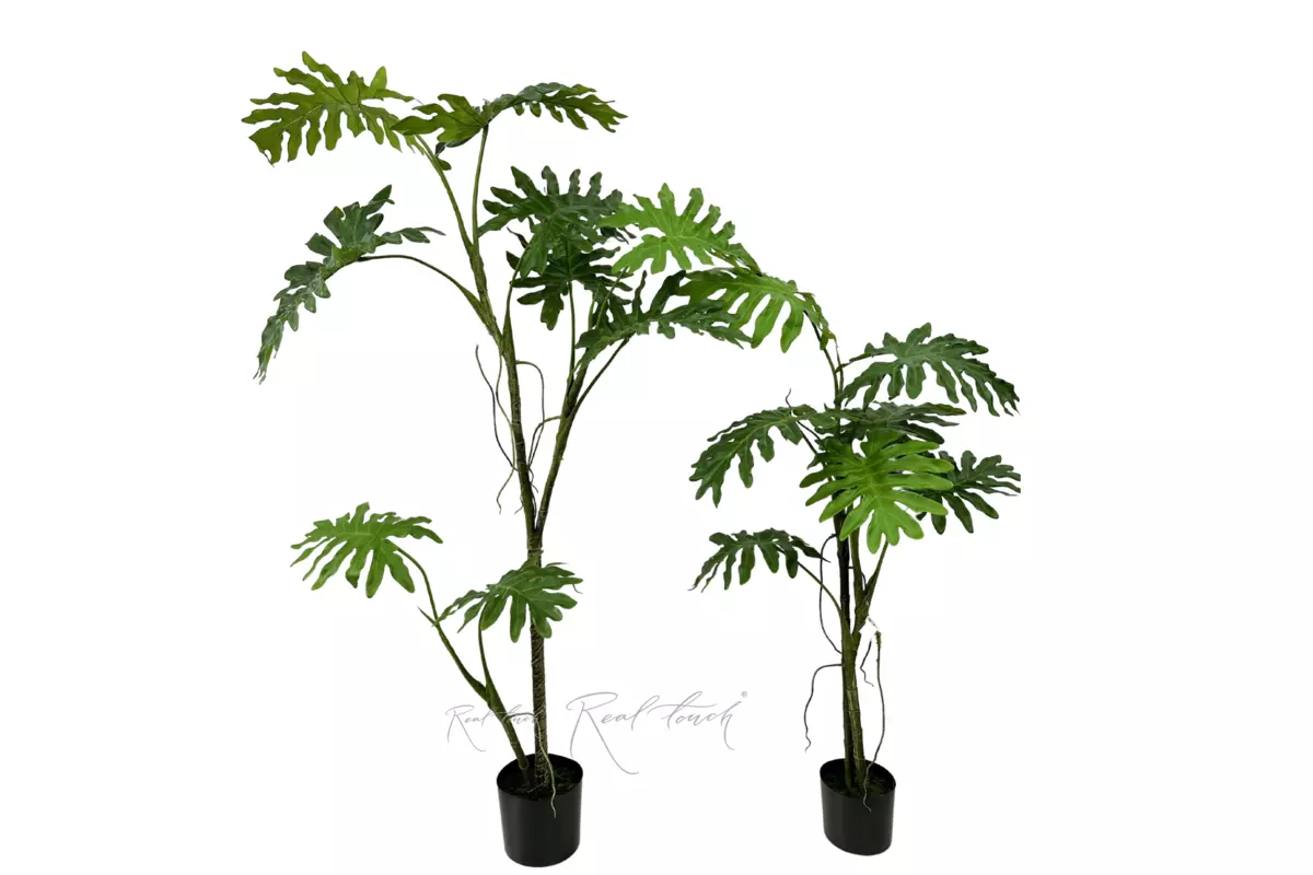 Philodendron biconvex liana 168cm in a planter - green Philodendron biconvex liana 168cm in a planter - green