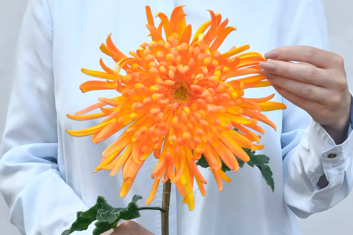 Chrysanthemum Swan Song - orange Chrysanthemum Swan Song - orange