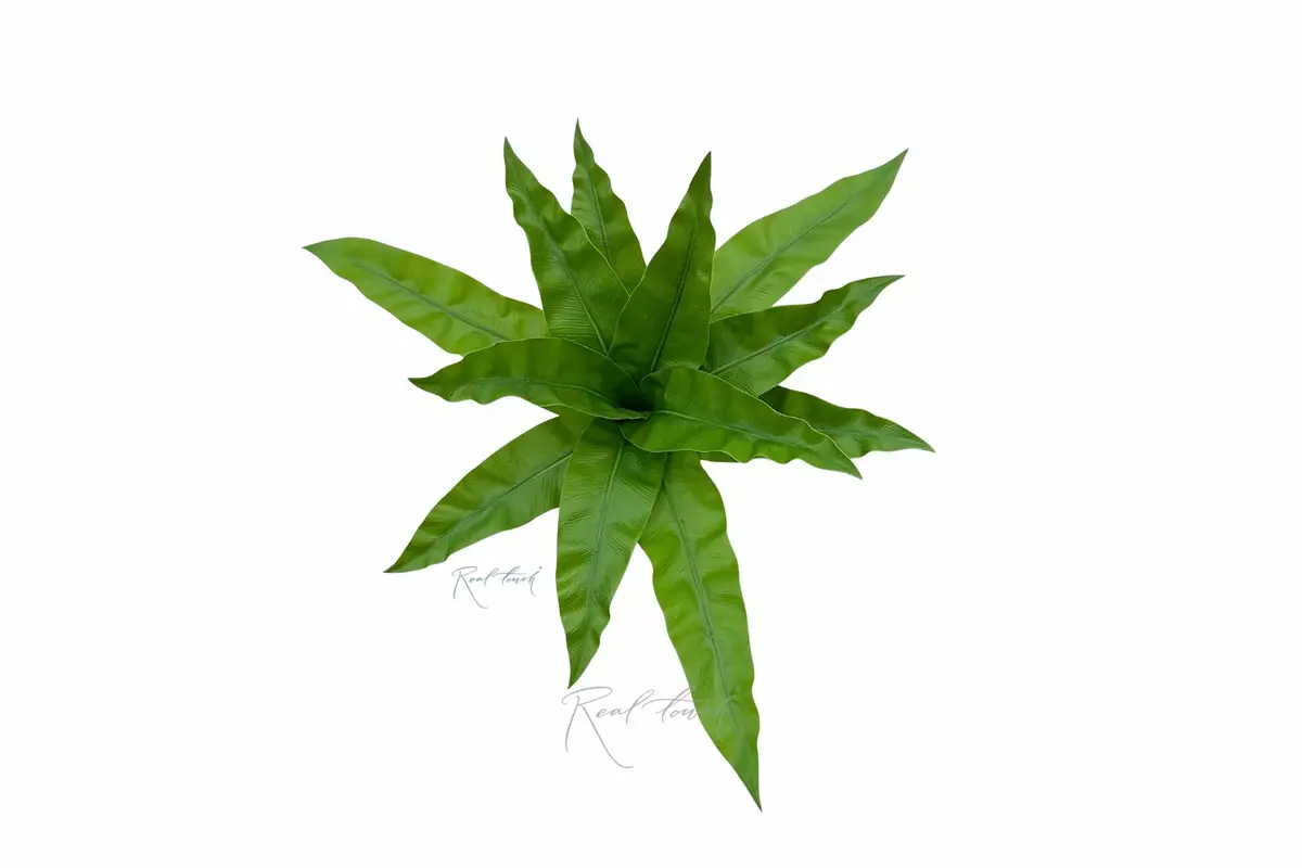 Asplenium bush Bush 12 Leaves  - light green