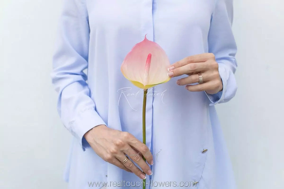 Anthurium small - pink