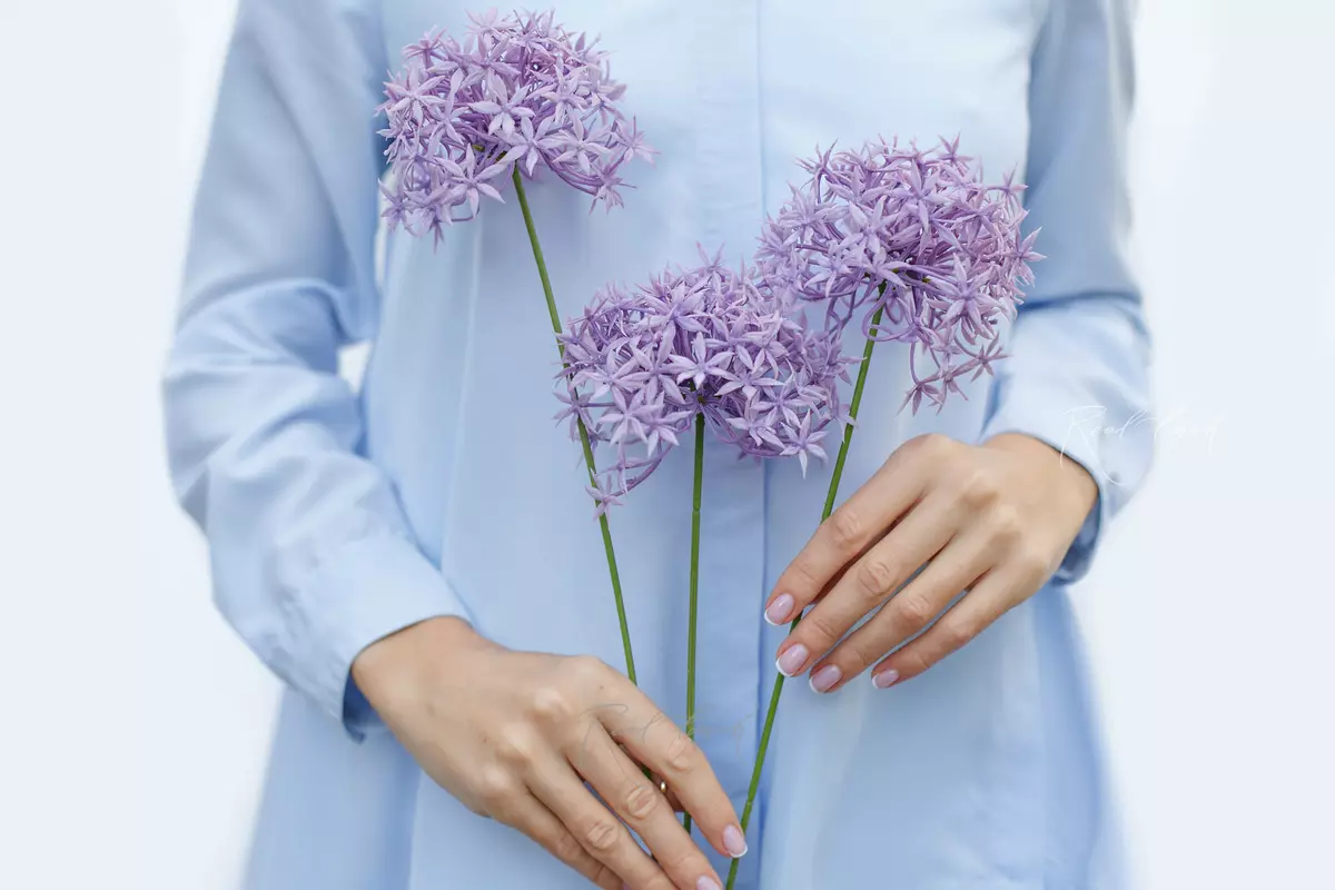 Allium with 3 inflorescences - Light purple