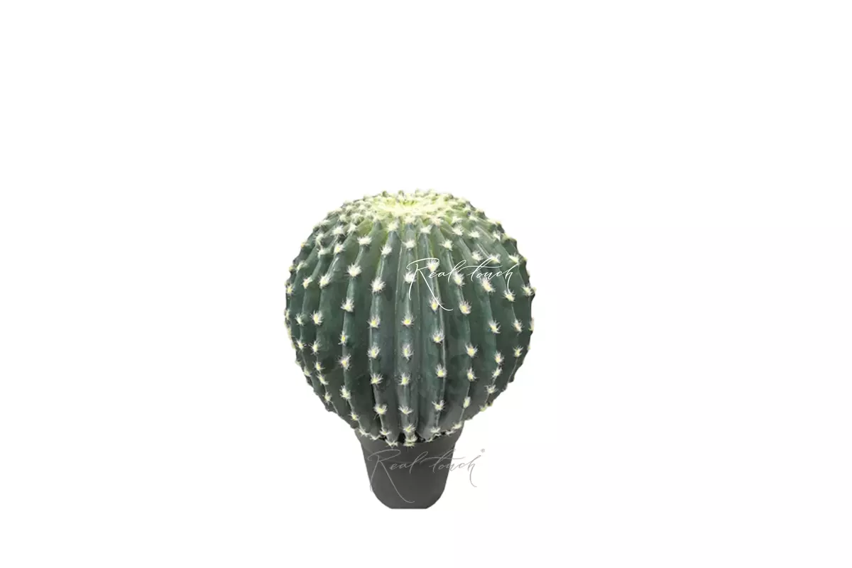 Echinocactus small with a small needle - blue green