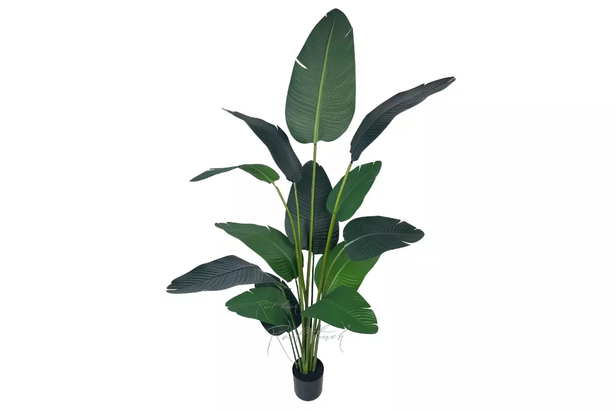 Strelitzia LRJ 2m/13L 200cm - green Strelitzia LRJ 2m/13L 200cm - green