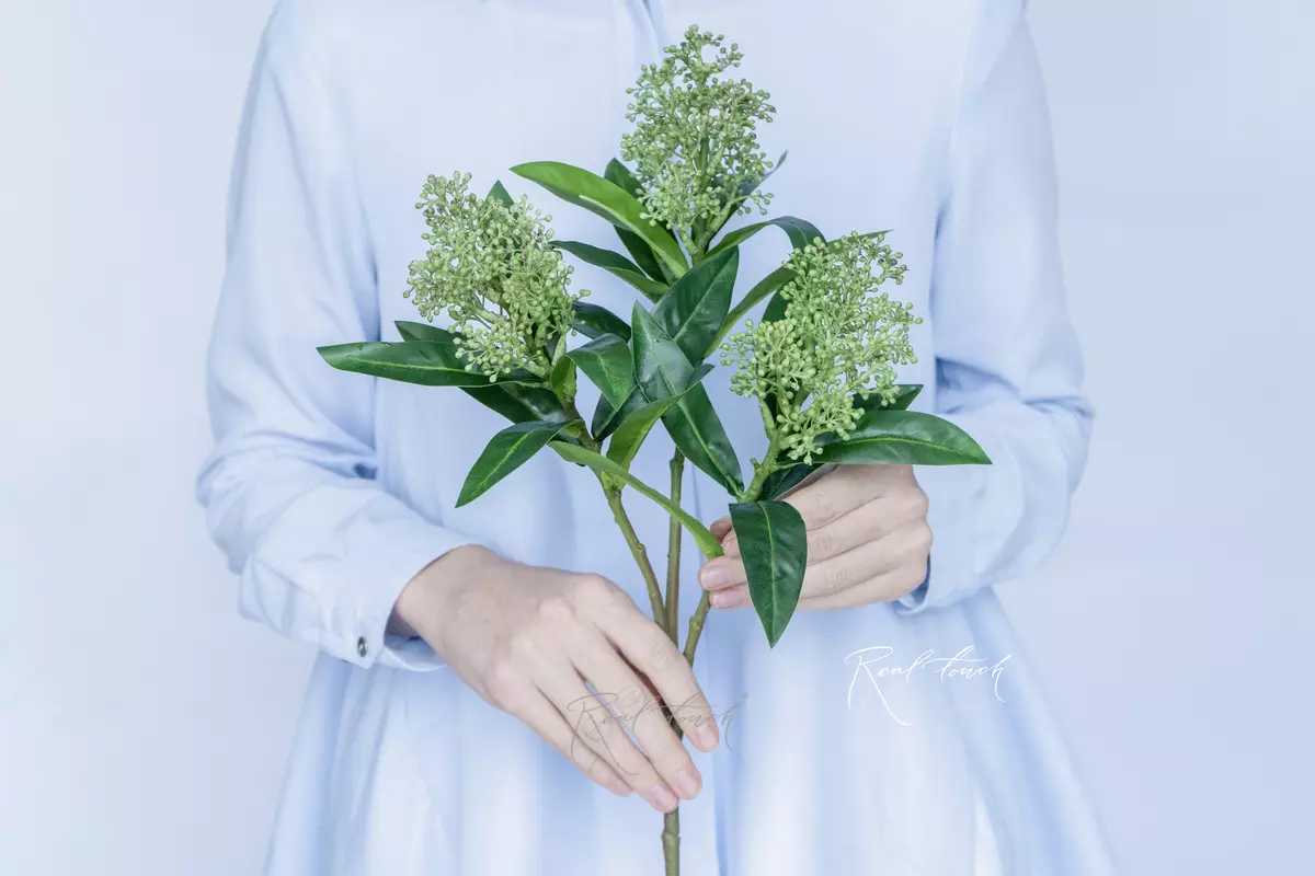 Skimmia - green