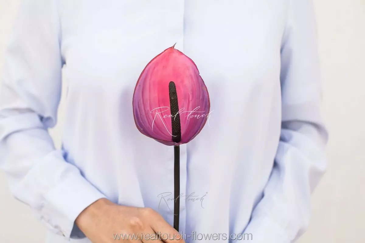 Anthurium small - ruby