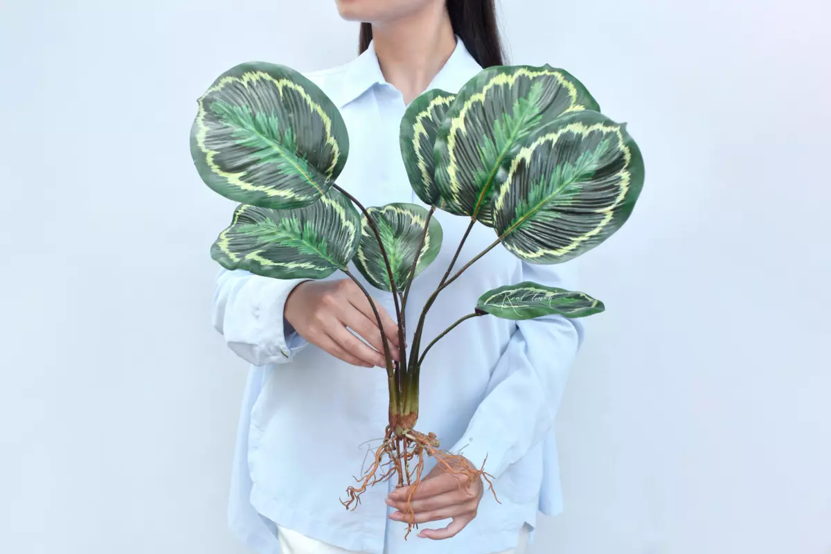 Calathea medallion bush of  8 leaves with roots - green