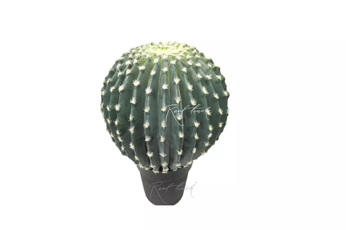 Echinocactus medium golden barrel cactus with small needles  - blue green