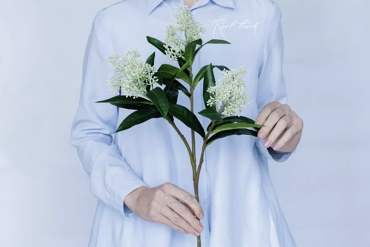 Skimmia - white