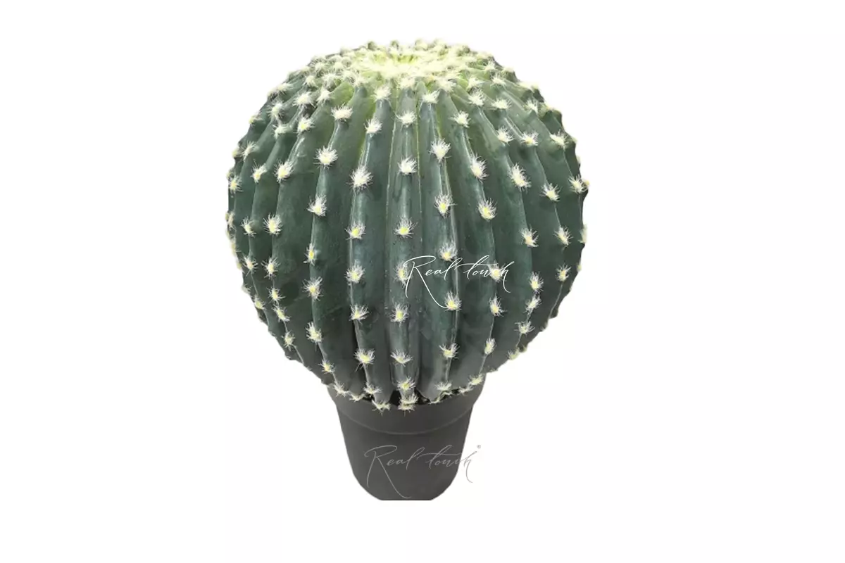 Echinocactus large golden barrel cactus with small needles  - blue green