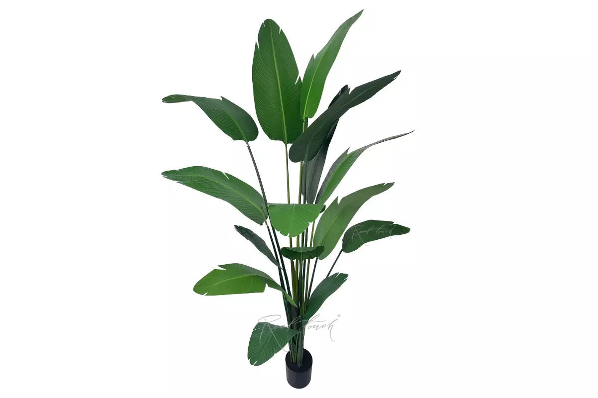 Strelitzia LRJ 2.5m/15L 250cm - green Strelitzia LRJ 2.5m/15L 250cm - green
