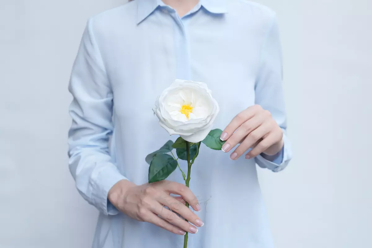Rose David Austin The Pilgrim small - white Rose David Austin The Pilgrim small - white