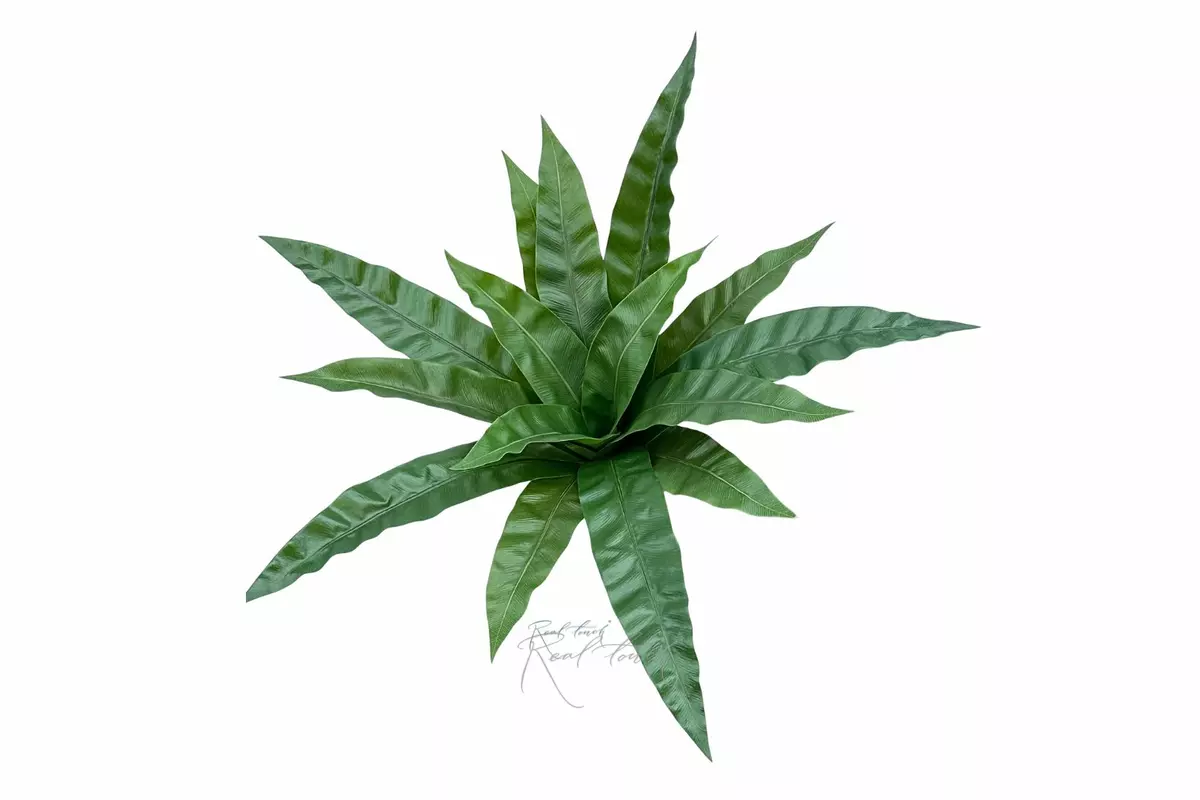 Asplenium  Bush 15 Leaves - green
